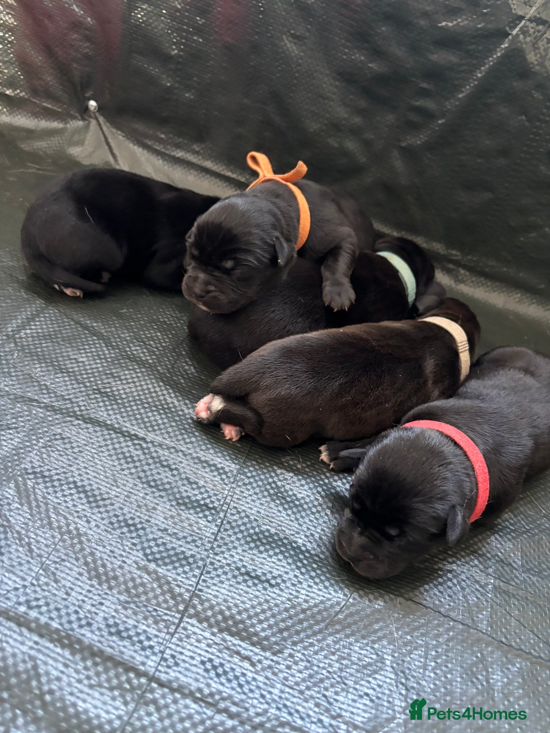 Mixed Breed dogs for sale: Mixed breed Labrador puppies  - Image 11
