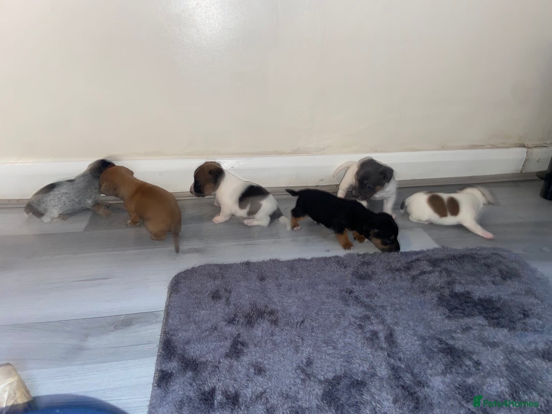 Jack Russell dogs for sale: Beautiful jackrussels pup - Image 10