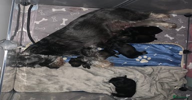 Miniature Schnauzer dogs Miniature Schnauzers for sale!  - Advert 4