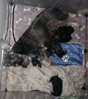 Miniature Schnauzer dogs Miniature Schnauzers for sale! - Advert 4