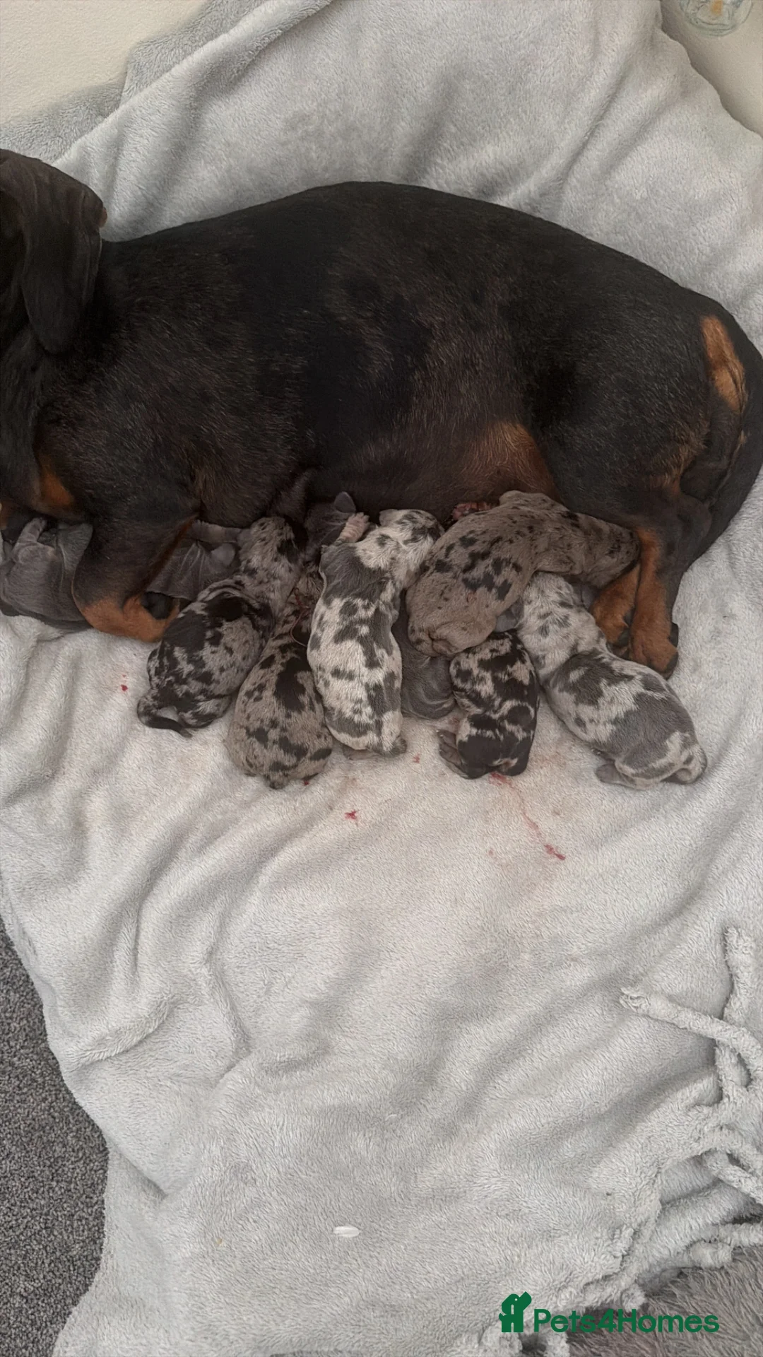 Miniature Dachshund dogs for sale: Miniture dashounds - Advert 5