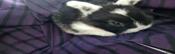 Mini Lop rabbits for sale: Mini Lop Bunny ready to reserve  - Advert 5
