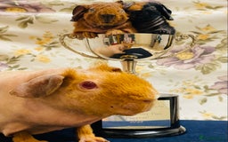 Guinea Pig rodents for sale: Skinny pig, werewolf and Baldwin breeder - Advert 8