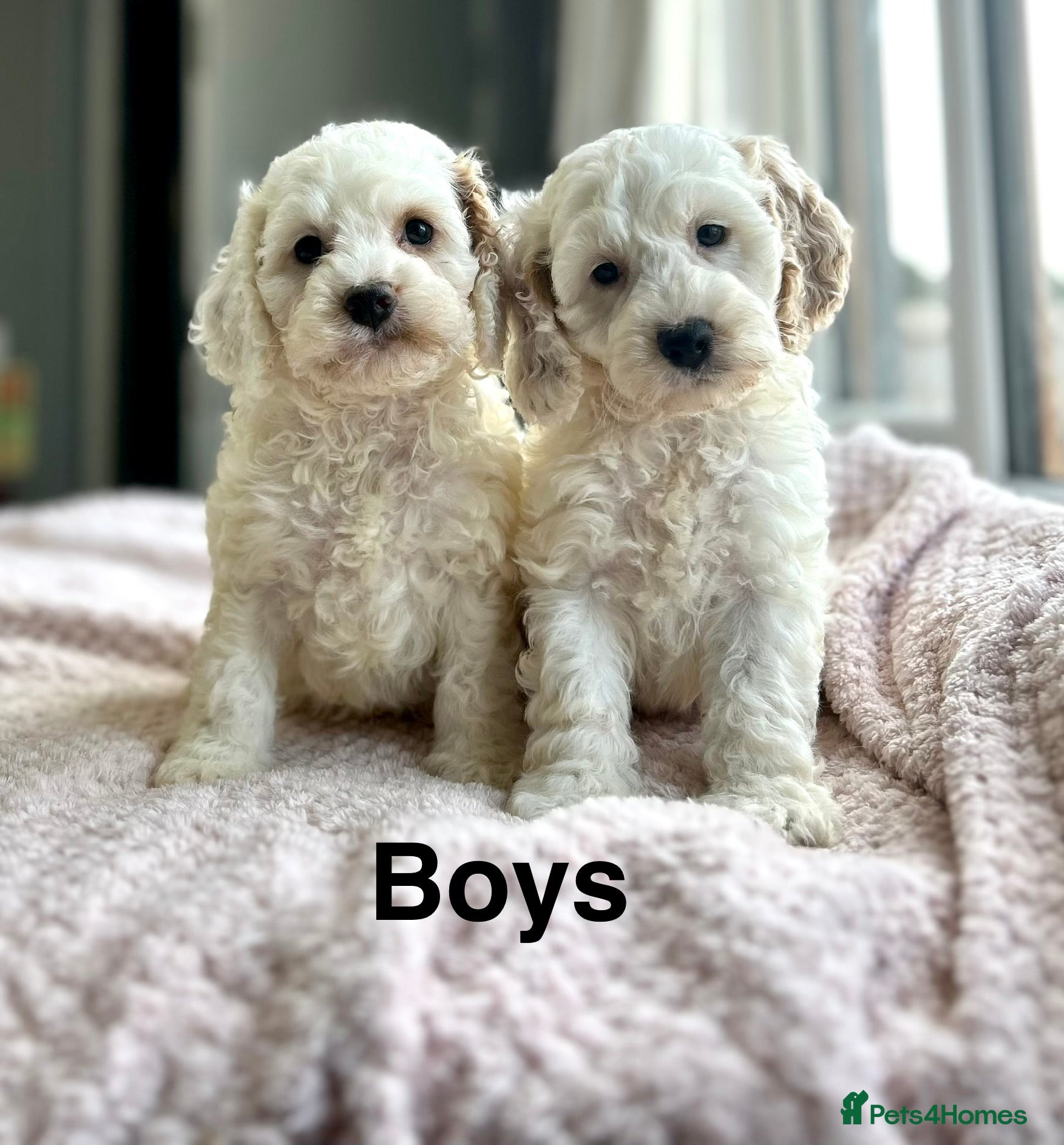 Cockapoo dogs for sale: F1 cockapoos  - Advert 2
