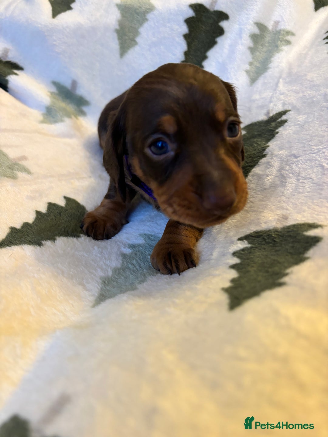 Miniature Dachshund dogs for sale: Last 2 Miniature Dachshund Pups Ready 23rd Dec! - Advert 12