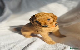 Mixed Breed dogs for sale: Australian Labradoodle Double Doodle puppies in Glastonbury - Image 14