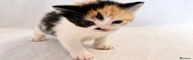 Calico Kitten 
