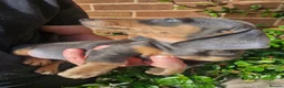 Dachshund dogs for sale: Beautiful dapple daschunds - Advert 11