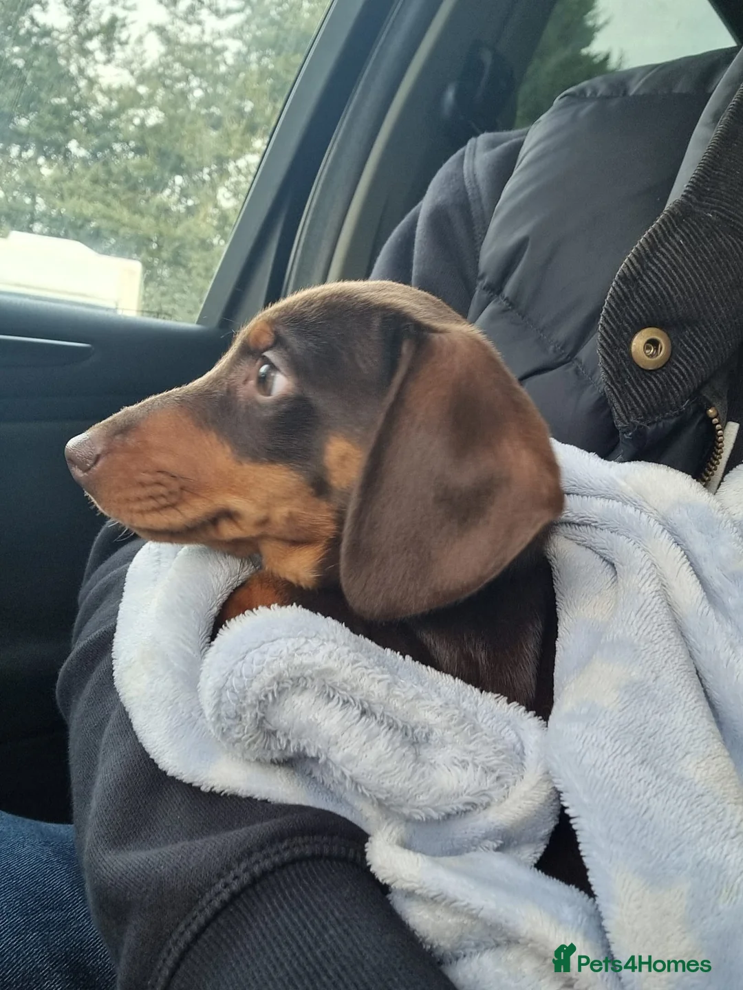 Miniature Dachshund dogs for sale: 2 dachshund puppies in Hounslow - Advert 4