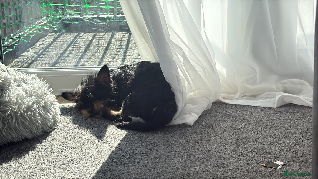 Chorkie dogs for stud: Male chorkie for stud - Advert 5