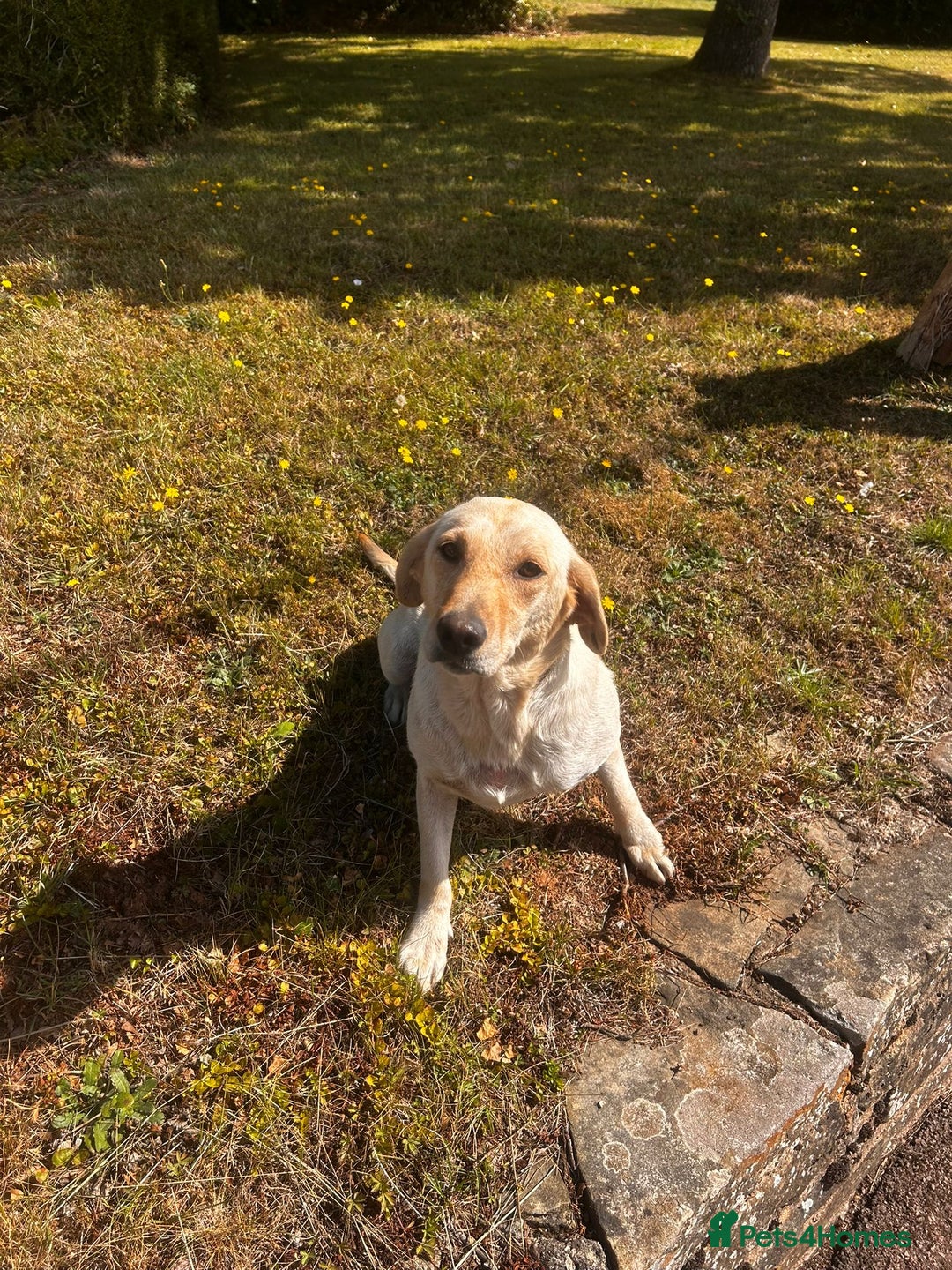 Labrador Retriever dogs for sale: Labradour Dog puppies  - Image 7
