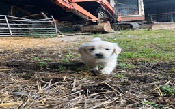 Golden Retriever dogs for sale: Golden retriever puppies for sale - Image 15