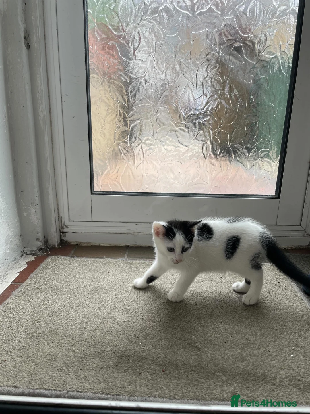 Domestic Shorthair cats for sale: Read description. Looking for a forever home  - Advert 9