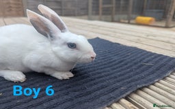 Rex rabbits for sale: Mini rex rabbit for sale - Image 10