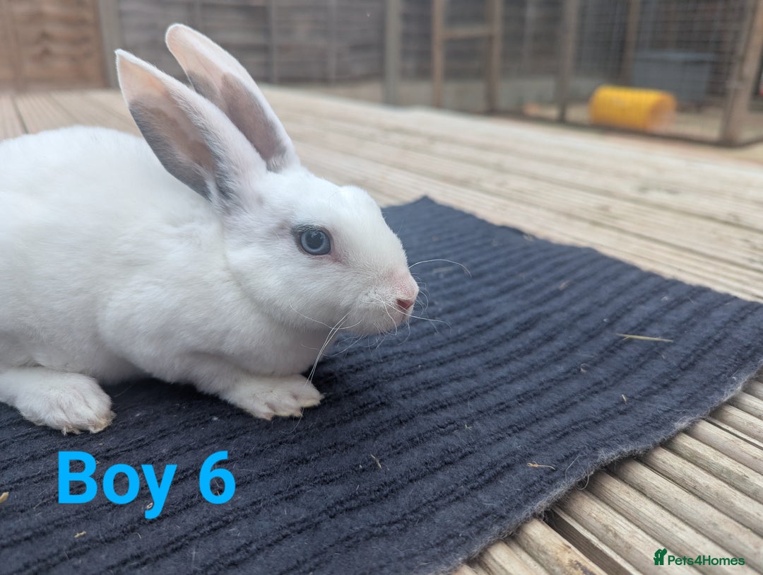 Rex rabbits for sale: Mini rex rabbit for sale - Image 10