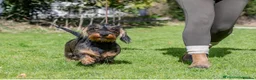 Dachshund dogs for sale: Working bred KC registered teckel puppies - Advert 10