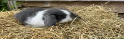 Mini Lop rabbits for sale: Gorgeous pure Mini lops and mini lion lops  - Advert 27