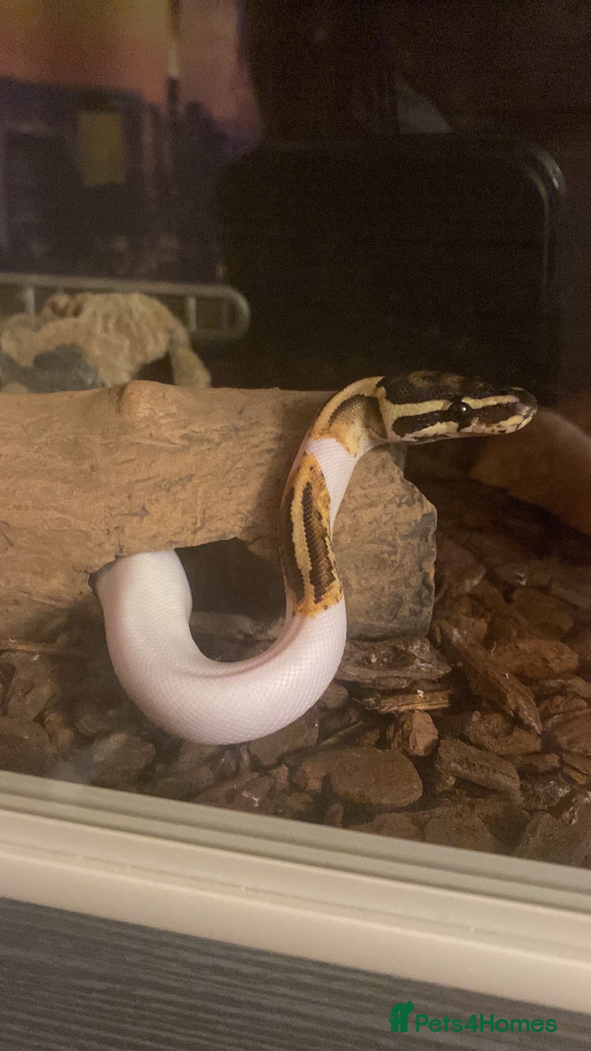 Python Snake reptiles Piedball python  - Advert 2