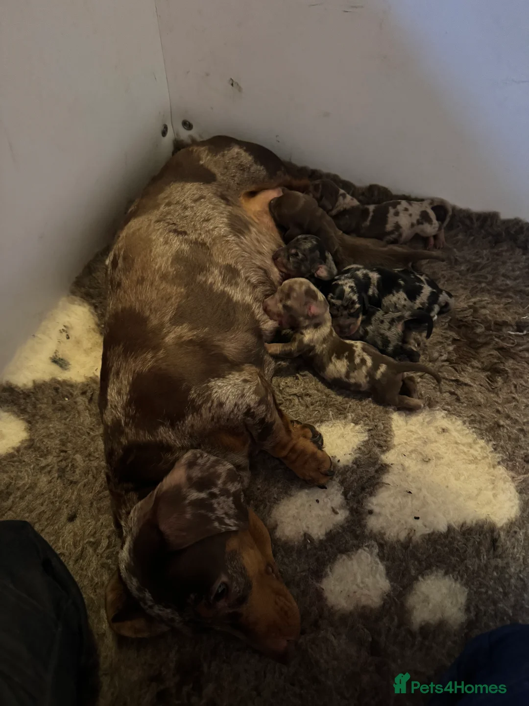 Miniature Dachshund dogs for sale: KC registered Miniature Dachshund puppies - Advert 2