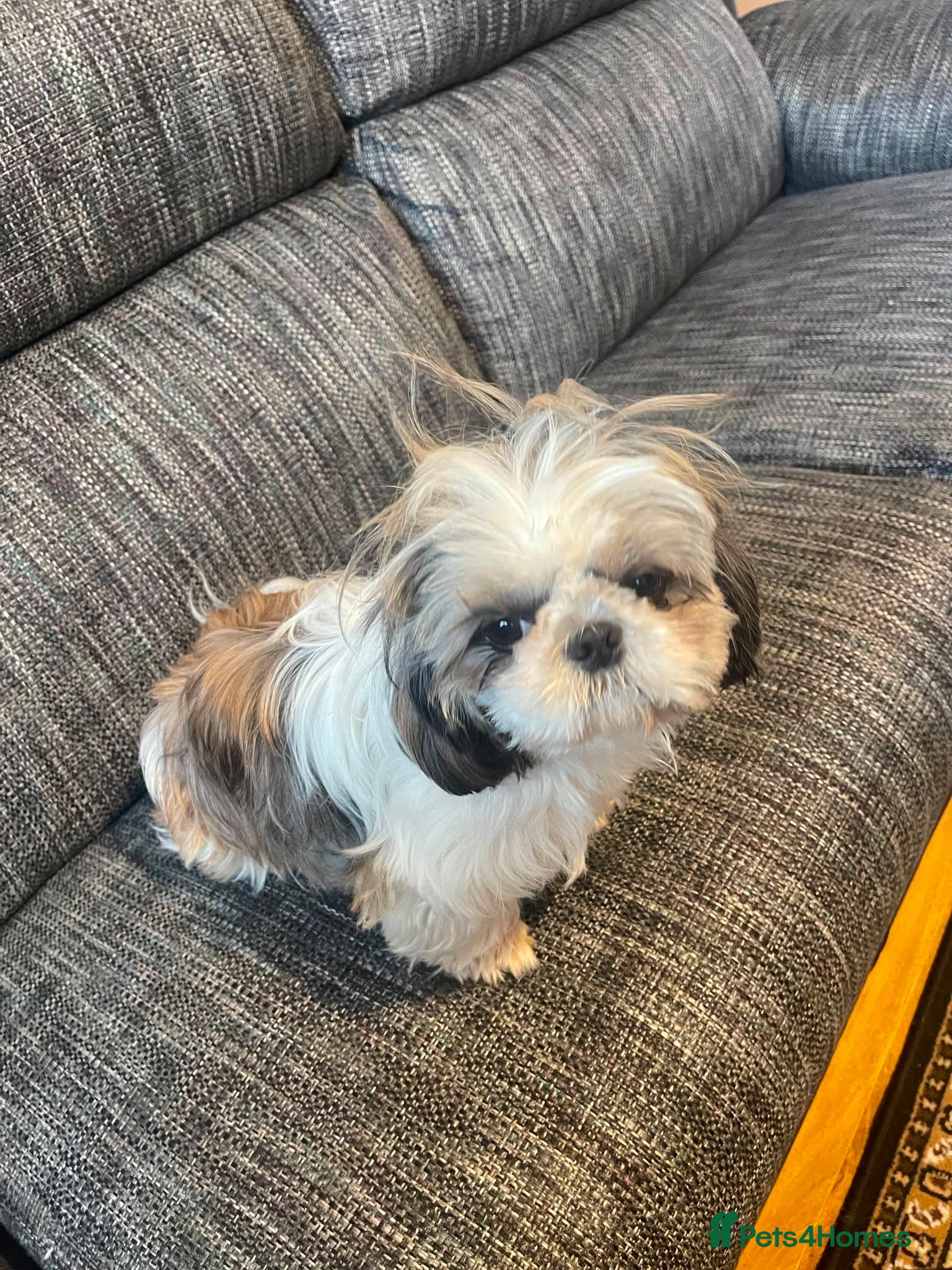 Shih Tzu dogs Beautiful Shihtzu New-Home - Advert 1