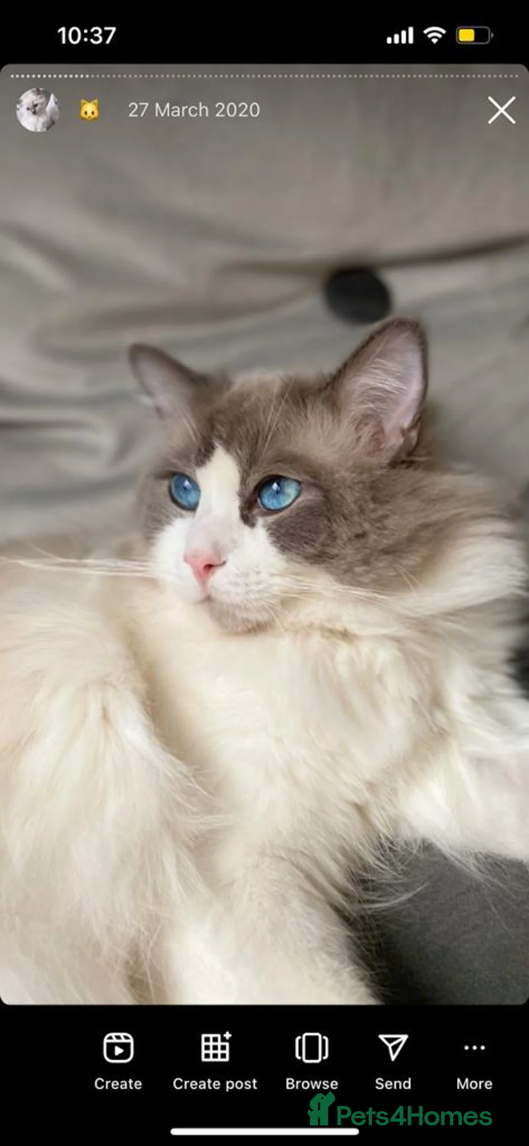 Ragdoll cats for stud: Bi-Colour Handsome Ragdoll Stud GCCF/TICA (Active) - Advert 16