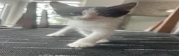 Savannah cats for sale: 5 stunning kittens  in Romford - Advert 6
