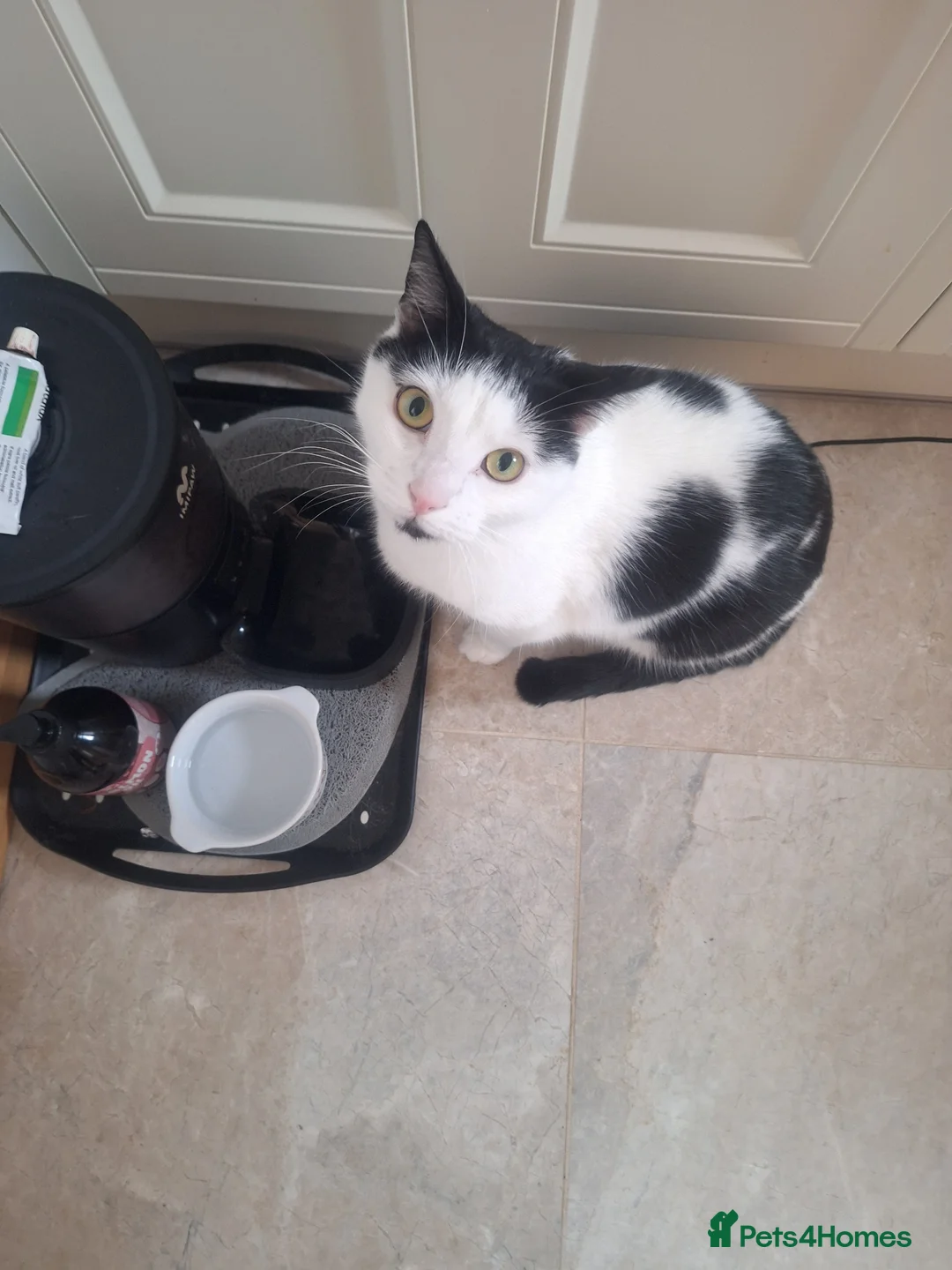Mixed Breed cats for sale: Male nearly 2 year old cat - Advert 2