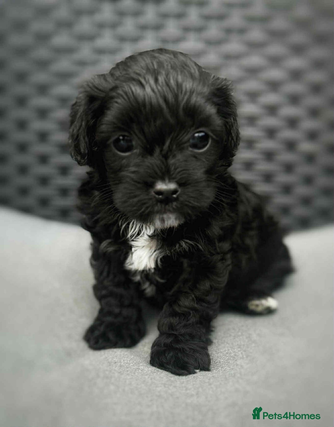 Yorkiepoo dogs for sale: Yorkiepoos - Image 27