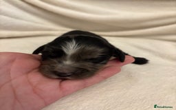 Cocker Spaniel dogs for sale: Cocker Spaniel Pups Seeking Forever Homes!💖 - Image 24