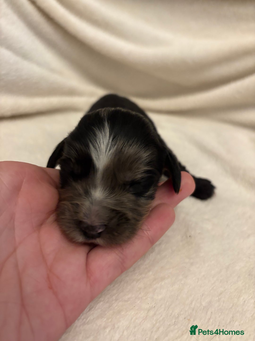 Cocker Spaniel dogs for sale: Cocker Spaniel Pups Seeking Forever Homes!💖 - Image 24