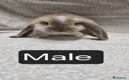 French Lop rabbits for sale: Beautiful French Lop Bunnies - Image 16