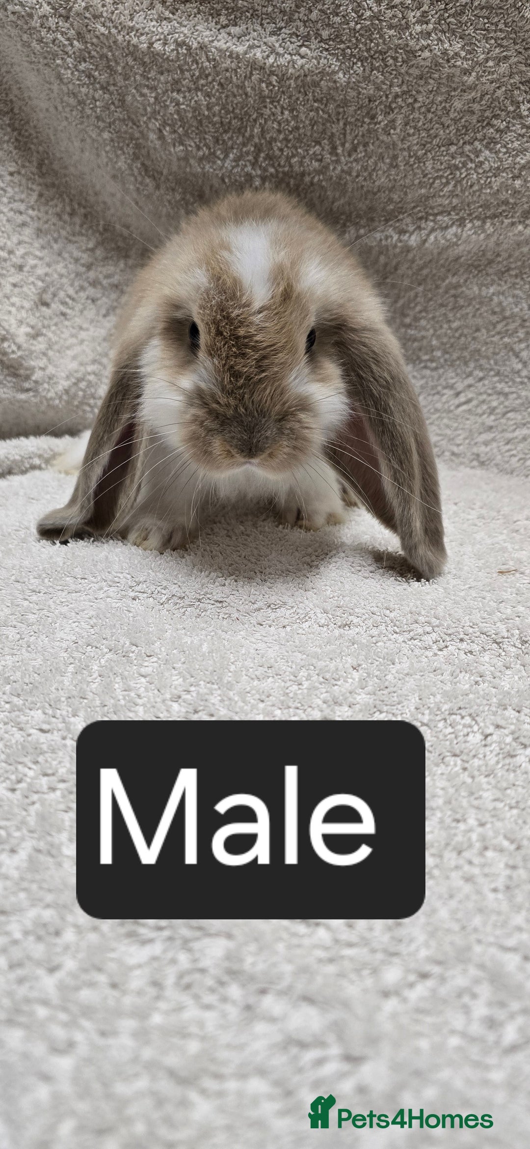 French Lop rabbits for sale: Beautiful French Lop Bunnies - Image 16