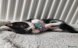 Mixed Breed cats for sale: Marble Bengal cross  - Image 16