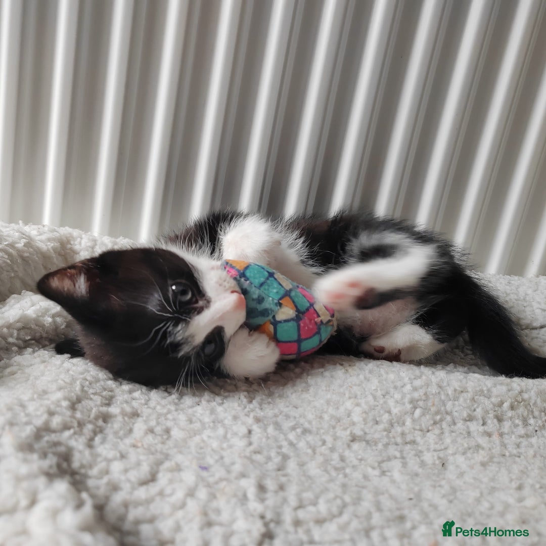 Mixed Breed cats for sale: Marble Bengal cross  - Image 16
