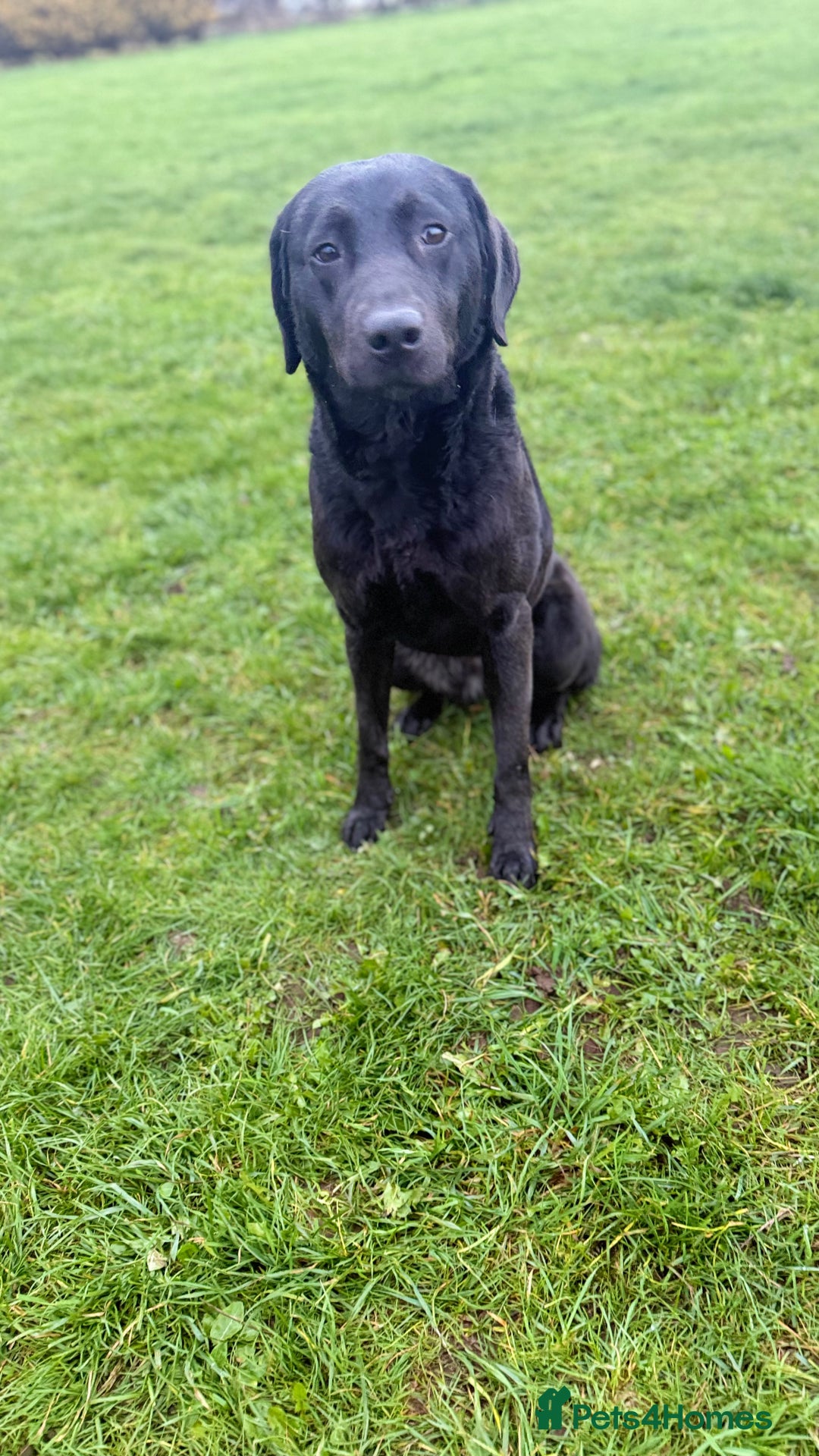 Labrador Retriever dogs for sale: Stunning Trained Labrador Female  - Advert 1
