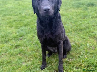 Labrador Retriever dogs Stunning Trained Labrador Female - Advert 1