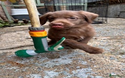 Labradoodle dogs for sale: READY NOW NOW NOW Irresistible Labradoodles  - Advert 22