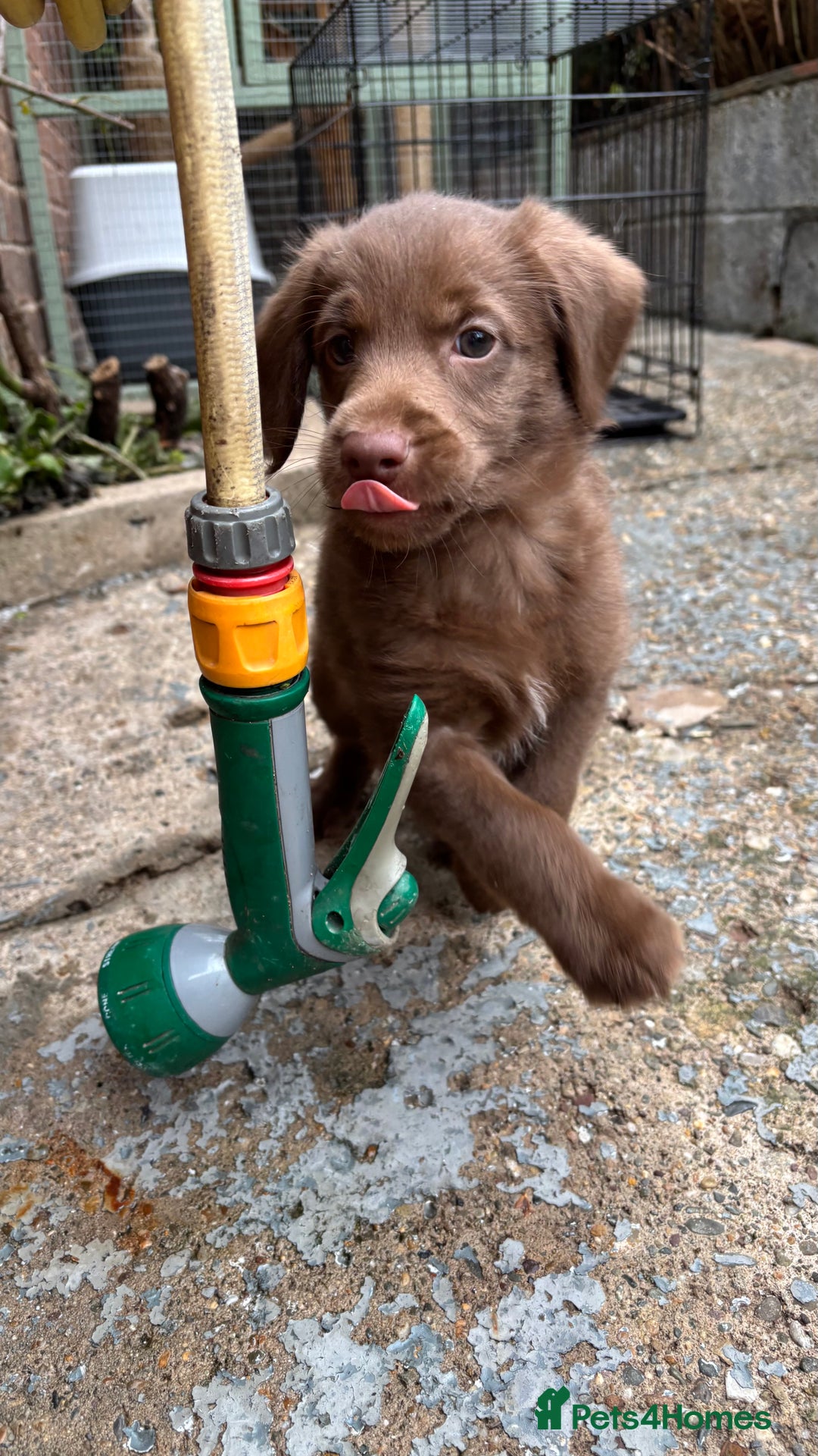 Labradoodle dogs for sale: READY NOW NOW NOW Irresistible Labradoodles  - Advert 22