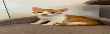 Mixed Breed Kitten 2