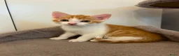 Mixed Breed cats for sale: Five adorable kittens, 3 boys and 2 girls - Advert 3