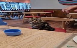 Maine Coon cats for sale: Maincoon cross domestic long hair, 11 months old - Image 9