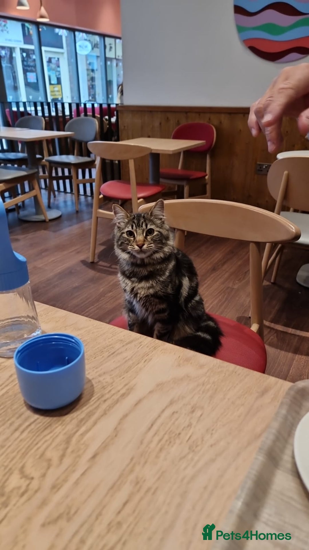 Maine Coon cats for sale: Maincoon cross domestic long hair, 11 months old - Image 9