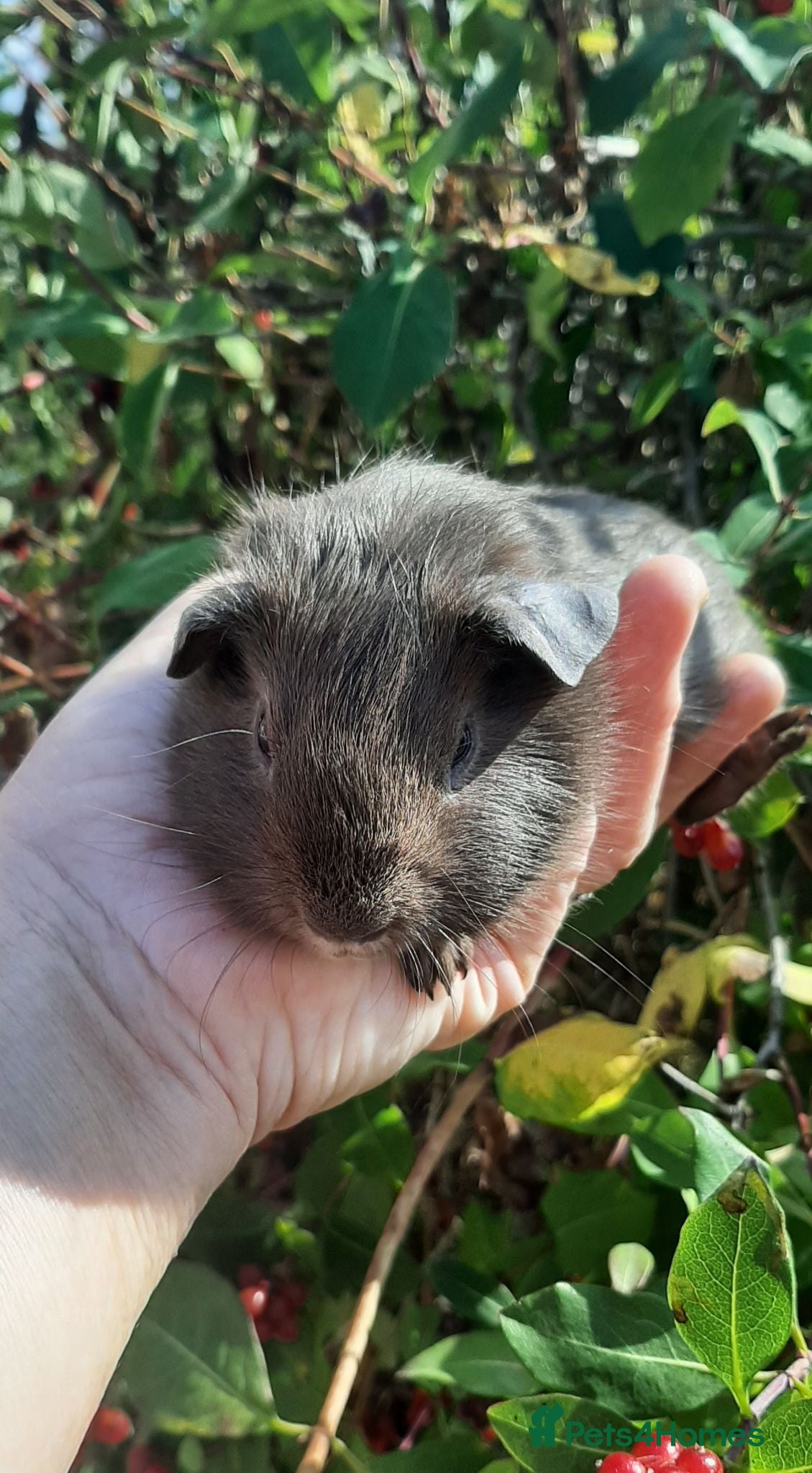 Guinea Pig rodents Guinea pig baby boys. - Advert 4