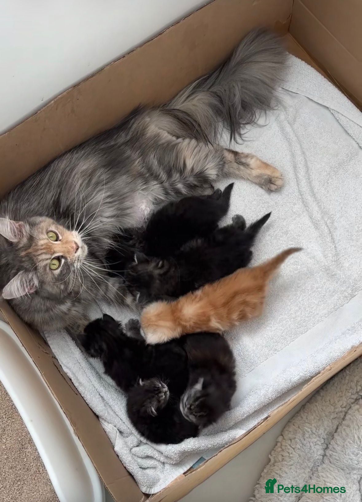 Maine Coon cats TICA Registered Pure Pedigree Main Coon Kittens  - Advert 1