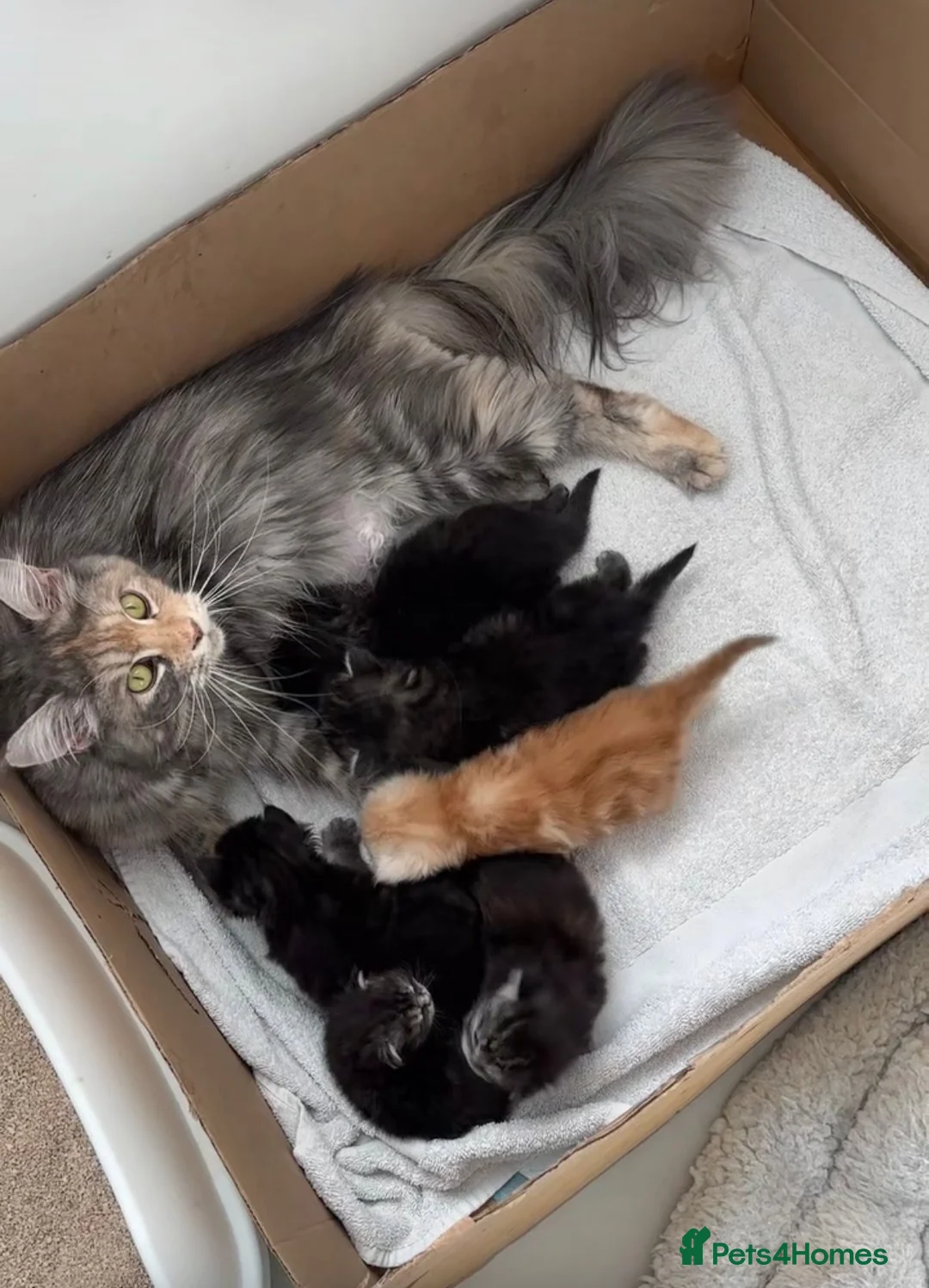 Maine Coon cats for sale: TICA Registered Pure Pedigree Main Coon Kittens  in London - Advert 2