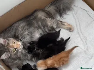 Maine Coon cats TICA Registered Pure Pedigree Main Coon Kittens - Advert 1