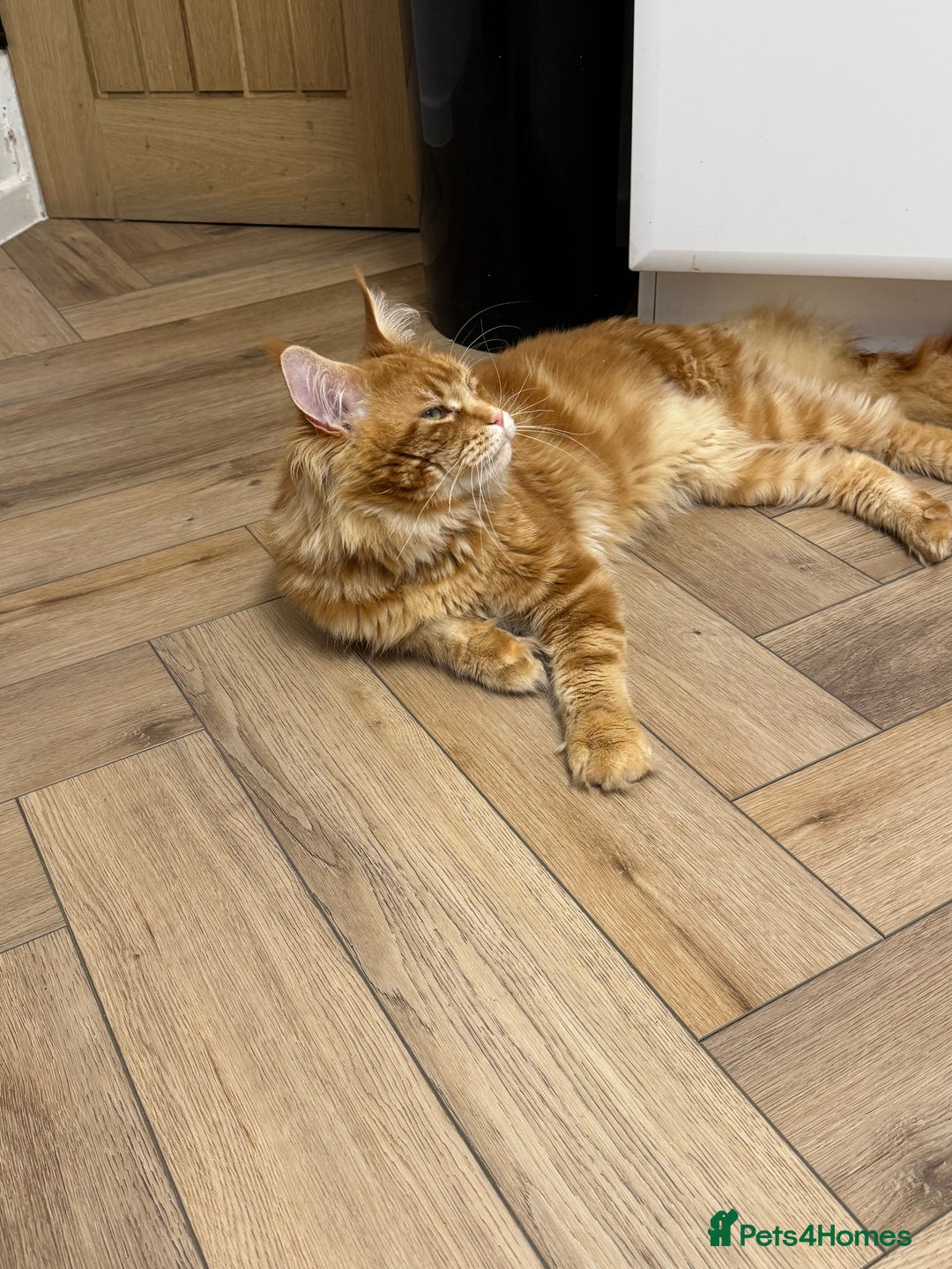 Maine Coon cats for stud: Proven Red tabby Maine coon stud - Advert 14