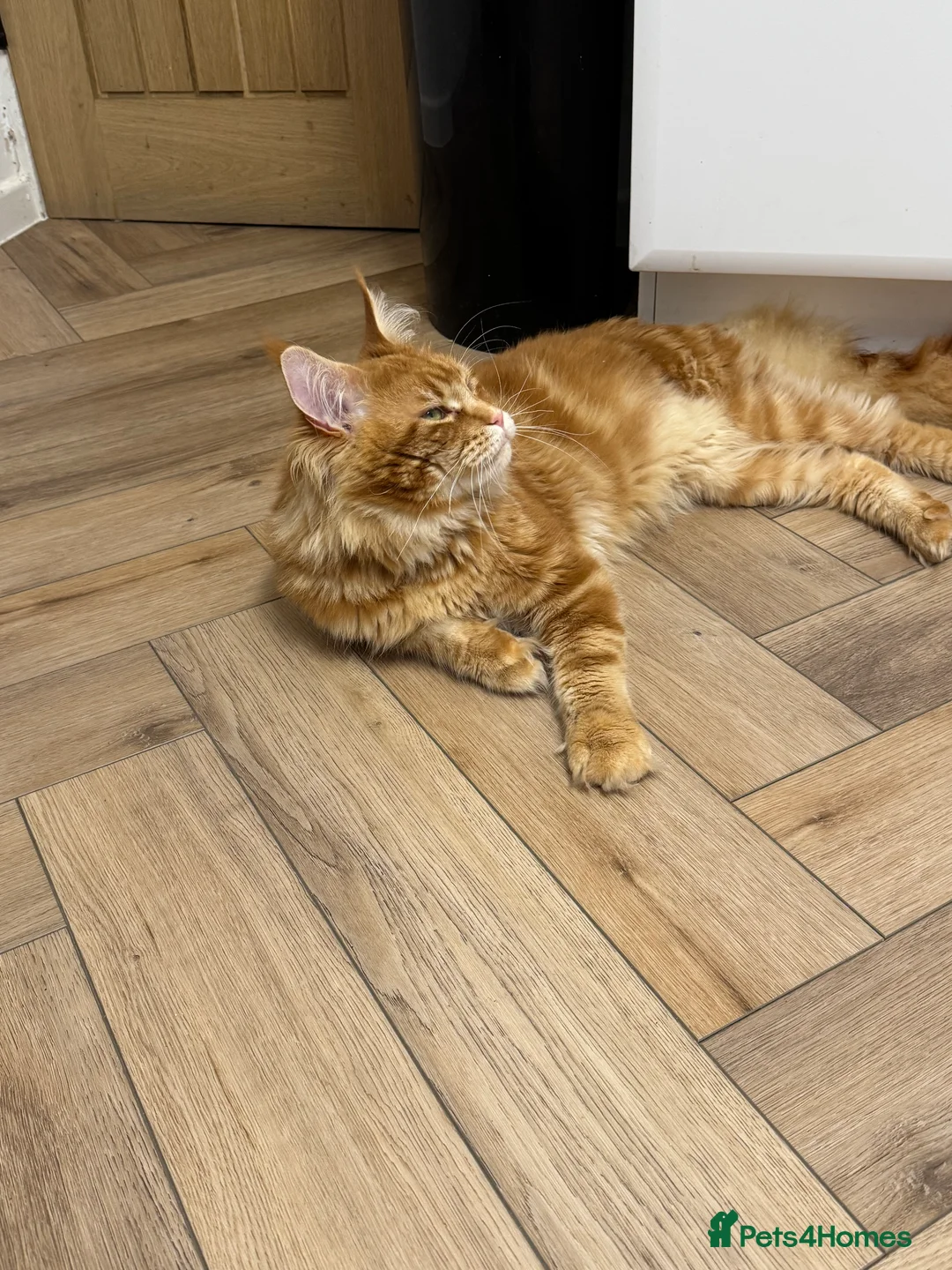 Maine Coon cats for stud: Proven Red tabby Maine coon stud - Advert 14