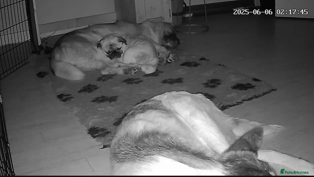 Pug dogs for adoption: Adult male pug - Advert 3