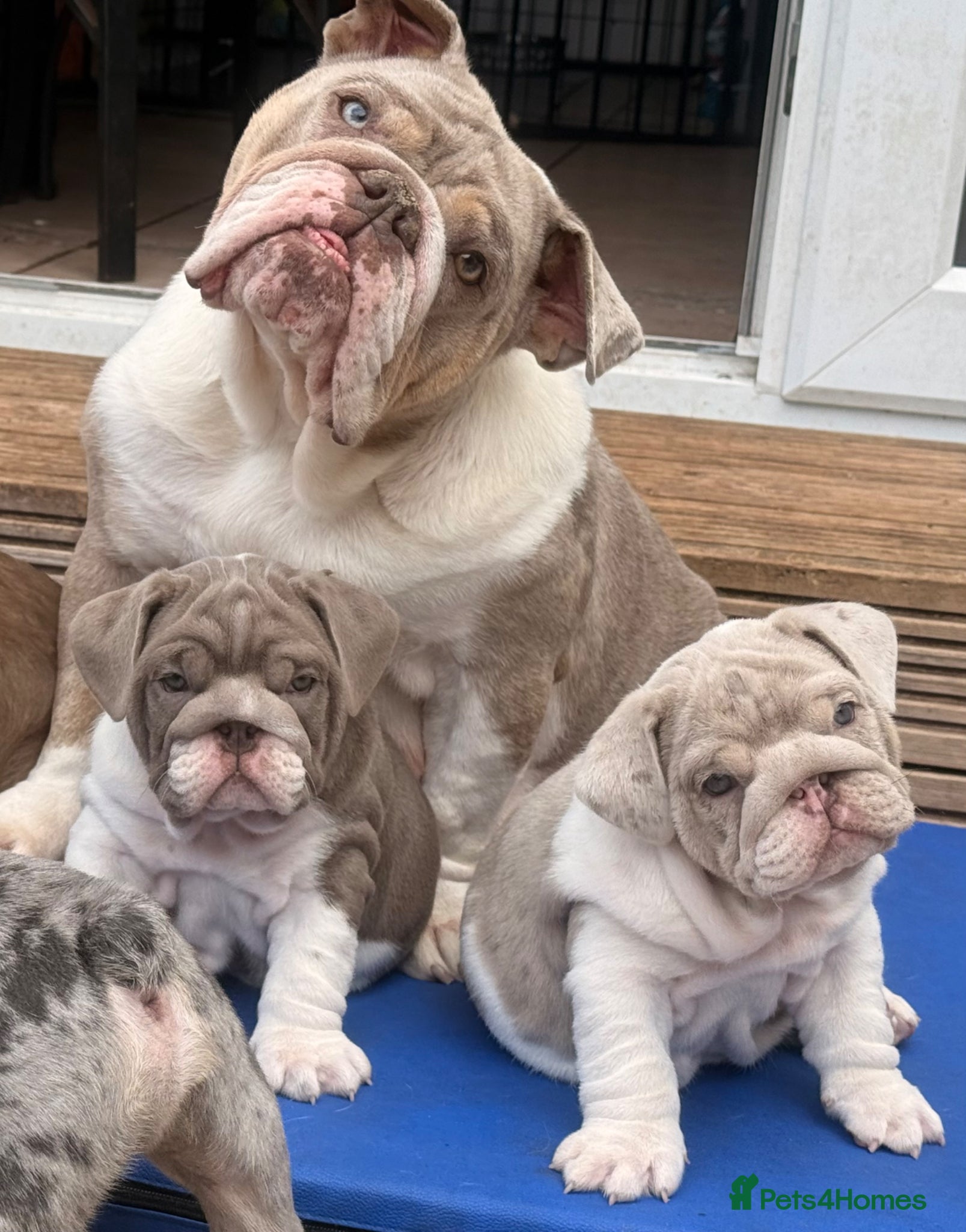English Bulldog dogs Stunning English Bulldog Pups for Sale  - Advert 2
